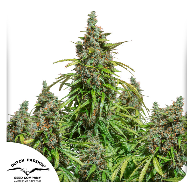 CBD Auto White Widow Logo