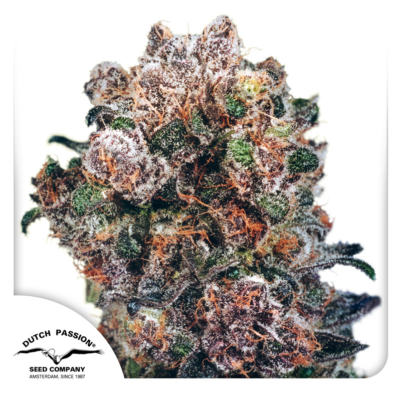 Blueberry Logo