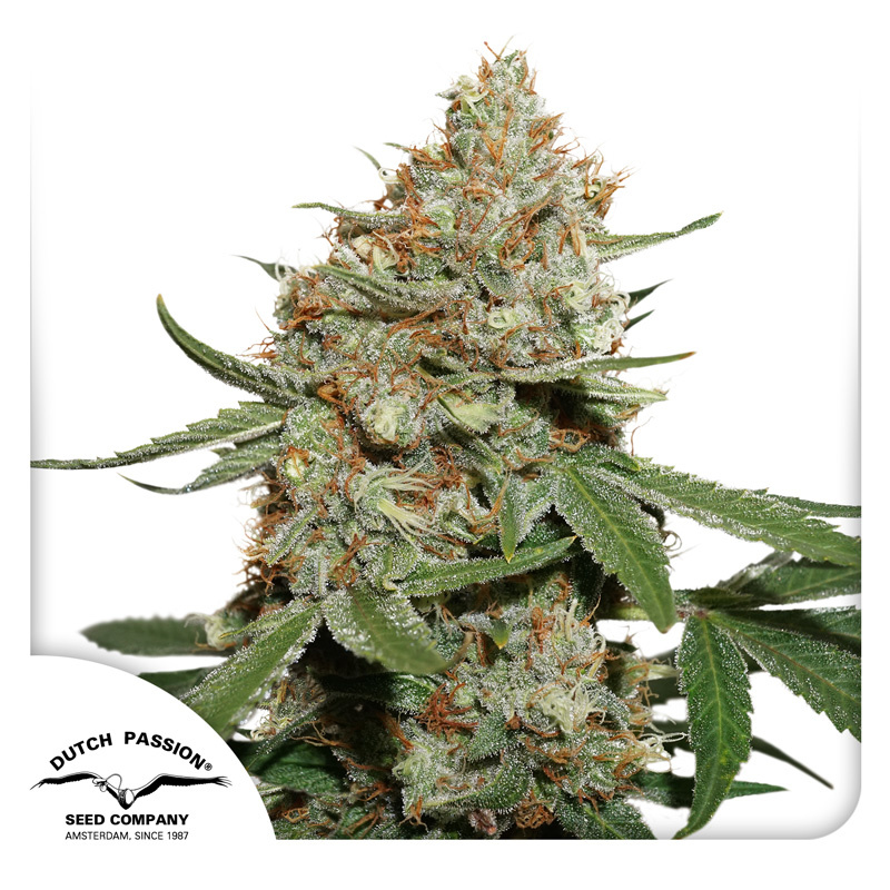 Skunk #11 Logo