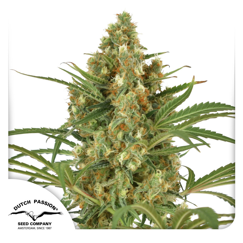 Snow Bud Logo