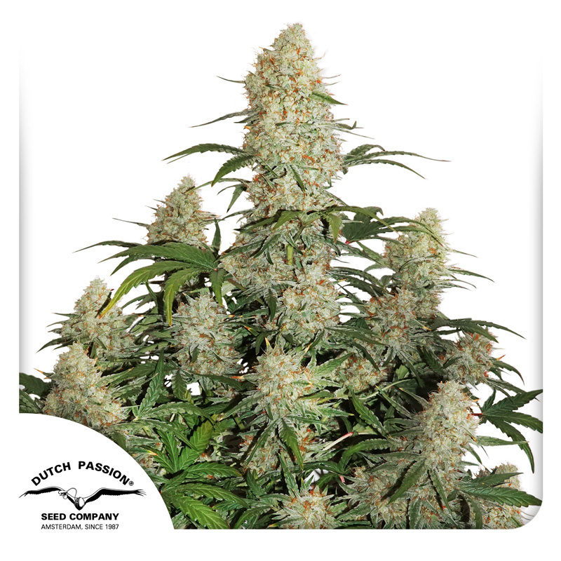 Auto Critical Orange Punch Logo