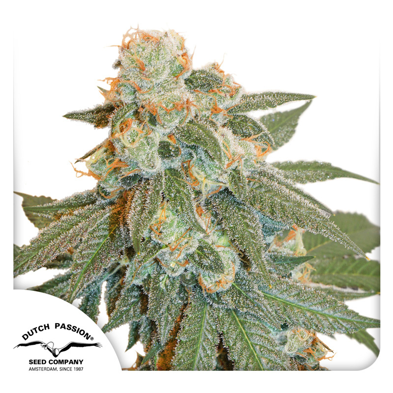 Auto Orange Bud Logo