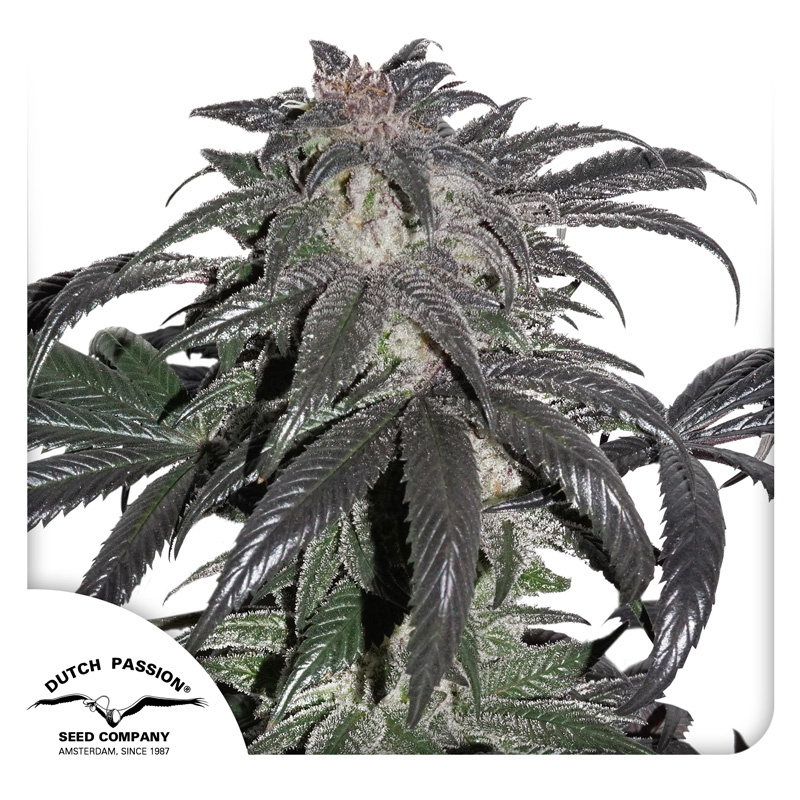 Bubba Island Kush Logo