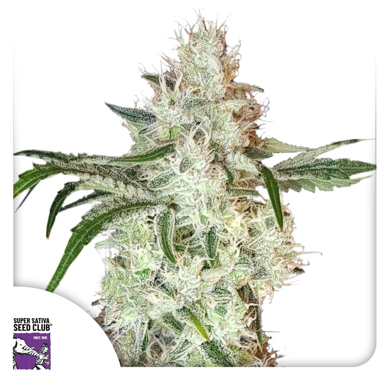 Lemon OG Logo