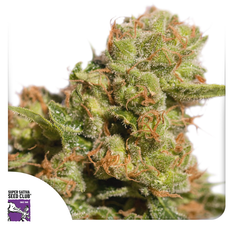 Auto Bruce Lemon Diesel Logo