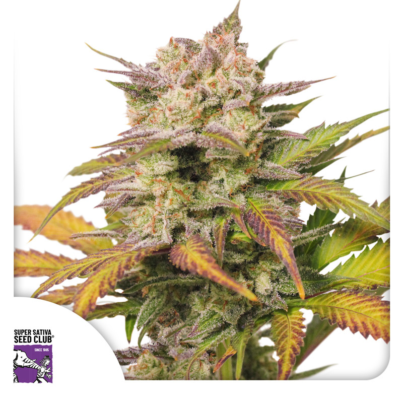Sweet Bourbon Auto Kush Logo