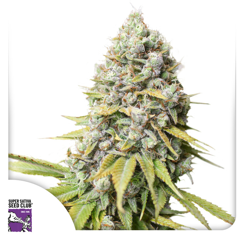 Kosher Haze Logo